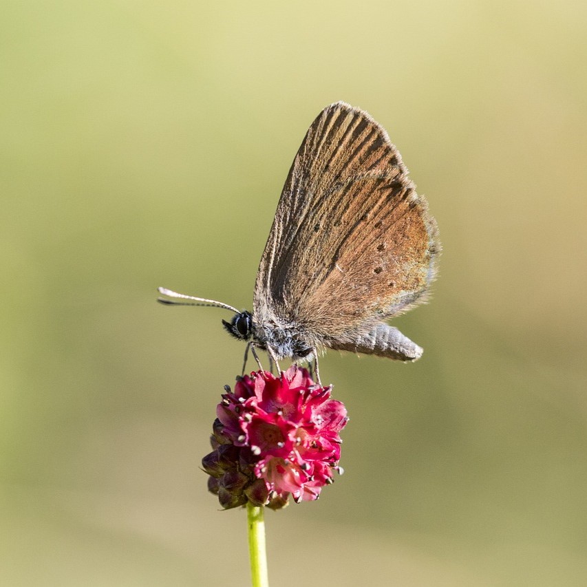 Wiesenknopf-Ameisenbläuling, Maculinea, Großer Wiesenknopf, Artenschutz, extensive Wiese, Schmetterling, Artenvielfalt Wiesenknopf-Ameisenbläuling, Maculinea, Großer Wiesenknopf, Artenschutz, extensive Wiese, Schmetterling, Artenvielfalt