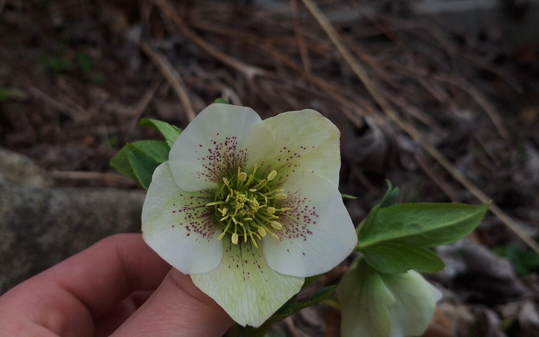 Helleborus – Winterblüher mit Charme